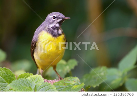 Beautiful grey wagtail in summer Beautiful grey wagtail in summer 125395706