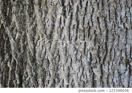 Large tree trunk 125396036
