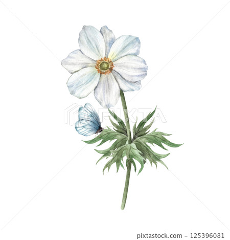 Anemone flower in white shade, with green leaves and beautiful blue butterfly. Watercolor botanical illustration, perfect for greeting cards, wedding invitations, branding, packaging and spring design 125396081