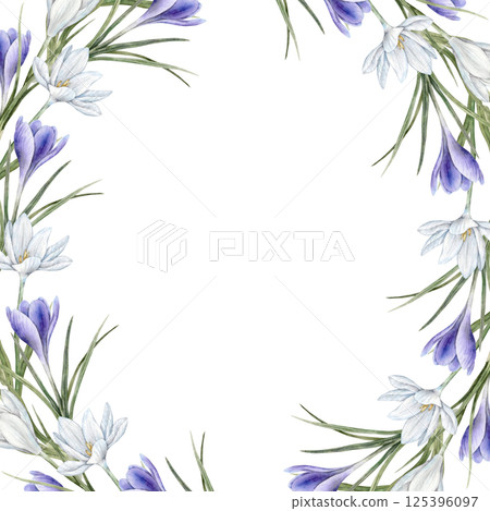 White and purple crocuses with green leaves. Botanical watercolor frame with flowers on the edges, suitable for spring designs, wedding invitations, greeting cards, branding, packaging. White and purple crocuses with green leaves. Botanical watercolor frame with flowers on the edges, suitable for spring designs, wedding invitations, greeting cards, branding, packaging. 125396097