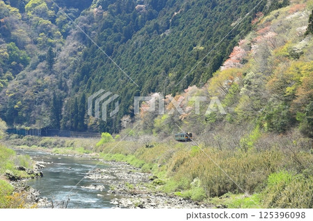 Suigun Line "A train running through the Okukuji scenery of fresh greenery and blooming wild cherry blossoms" Suigun Line "A train running through the Okukuji scenery of fresh greenery and blooming wild cherry blossoms" 125396098