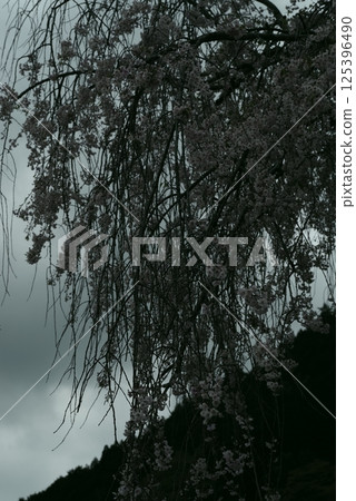 丹順 丹順 125396490