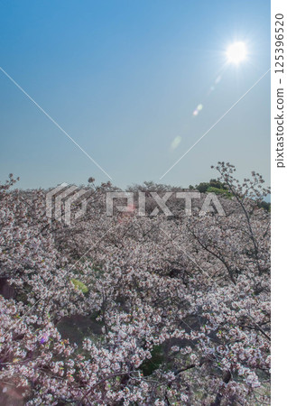 A view from Mitsuyama Park in spring: A sea of cherry blossoms A view from Mitsuyama Park in spring: A sea of cherry blossoms 125396520