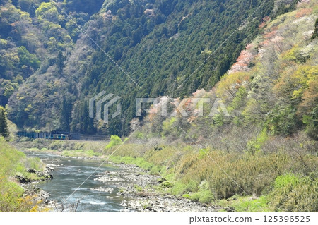 Suigun Line "Okukuji scenery with fresh greenery and blooming wild cherry blossoms" Suigun Line "Okukuji scenery with fresh greenery and blooming wild cherry blossoms" 125396525