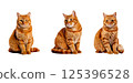 Cat transparent image: Brown tabby 125396528