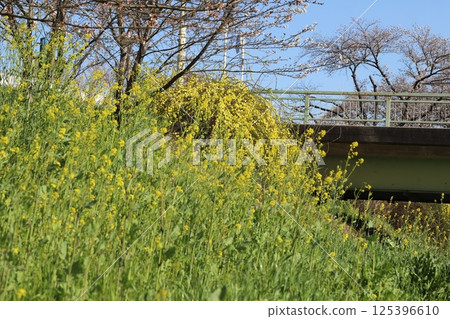 春天公園裡盛開的黃色油菜花 春天公園裡盛開的黃色油菜花 125396610