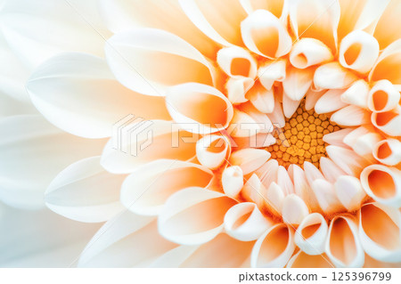 Close-up of a white and orange dahlia flower showing detailed petal structure and soft gradient tones. 125396799