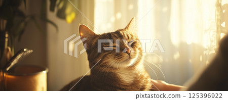 Luxurious grooming session for a relaxed cat enjoying warm sunlight in a cozy indoor setting 125396922