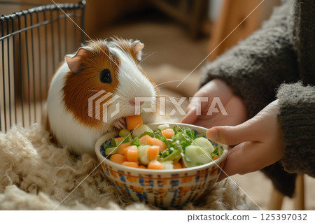 Guinea pig happily munches on a colorful bowl of fresh vegetables during cozy indoor time 125397032