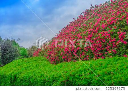 Scenery of fresh greenery and azaleas at Higashi Mikawa Furusato Park Scenery of fresh greenery and azaleas at Higashi Mikawa Furusato Park 125397675