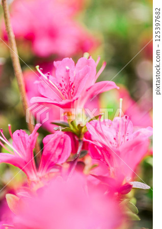 Beautiful pink azalea flowers Beautiful pink azalea flowers 125397682