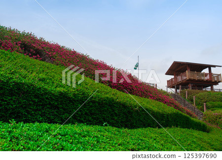 東三河故鄉公園的杜鵑花 125397690