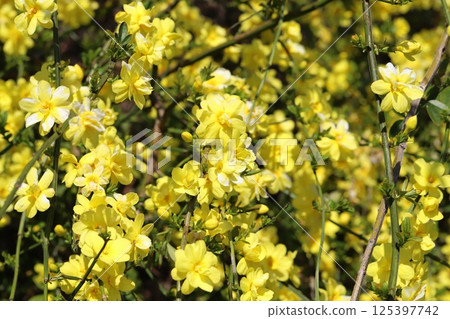 Yellow flowers of Oubai-modoki (Unnan Oubai) blooming in the spring park Yellow flowers of Oubai-modoki (Unnan Oubai) blooming in the spring park 125397742