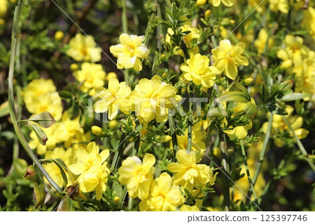 Yellow flowers of Oubai-modoki (Unnan Oubai) blooming in the spring park Yellow flowers of Oubai-modoki (Unnan Oubai) blooming in the spring park 125397746