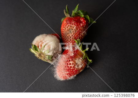 Rotten strawberries with large white fungal mold on black background. 125398076