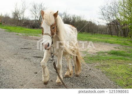 Cute young white pony in the countryside in spring. Cute young white pony in the countryside in spring. 125398081