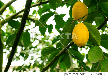 Growing lemon trees in greenhouse, juicy fruit on tree branch close-up. Growing lemon trees in greenhouse, juicy fruit on tree branch close-up. 125398082