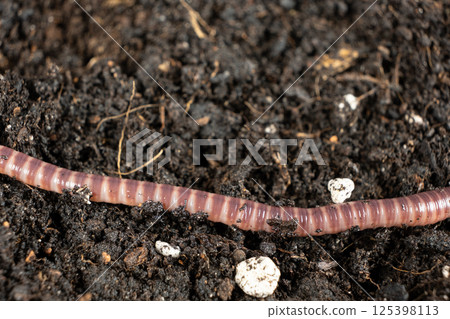 Vermicomposting Worm Pattern Red and Pink Stripes 125398113
