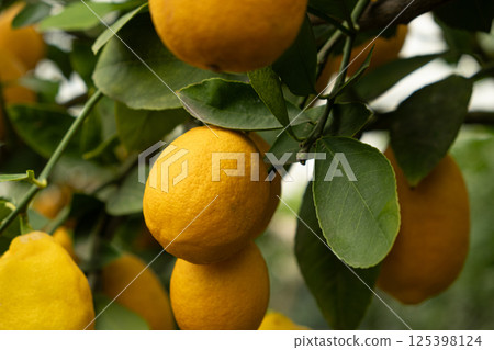 Organic Lemon Tree with Fresh Ripe Fruits 125398124