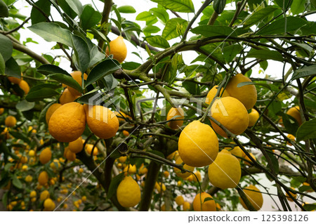 Ripe Citrus Fruits on Meyer Lemon Tree in Greenhouse 125398126
