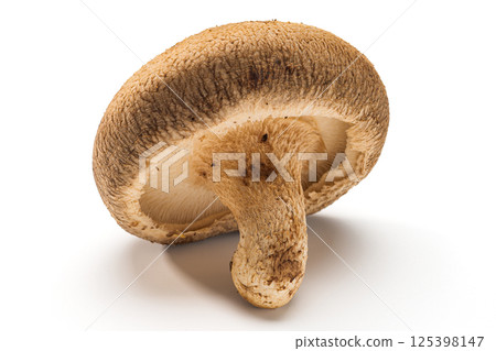 Shiitake 125398147