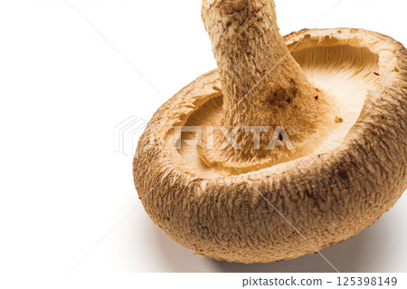 香菇 香菇 125398149