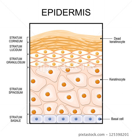 Epidermis structure. Epithelium anatomy 125398201