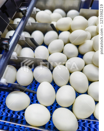 Large white eggs processed on a conveyor belt in an industrial facility during daylight hours 125398219