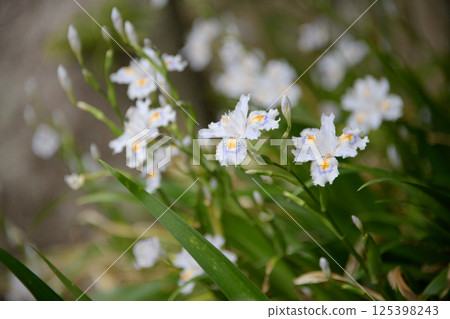 Shaga的花朵 125398243