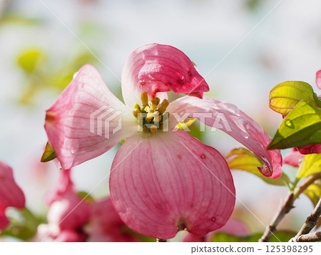 帶有水滴的粉紅色山茱萸（陽光照射下的山茱萸花） 125398295
