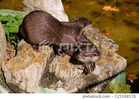 Water dwelling nutrias 125398578