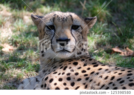 Cheetah; Acinonyx jubatus 125398580