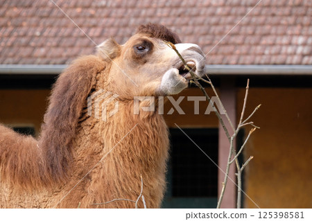 Camel 125398581