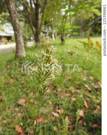 Flowers of the perennial grass "Harugaya" Flowers of the perennial grass "Harugaya" 125398661