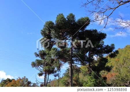 Blue sky and Parana pine 125398898
