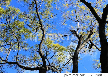 China tree under the blue sky China tree under the blue sky 125398899