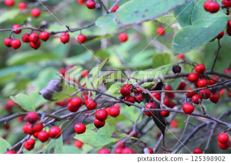 秋季梅花的紅色果實 125398902