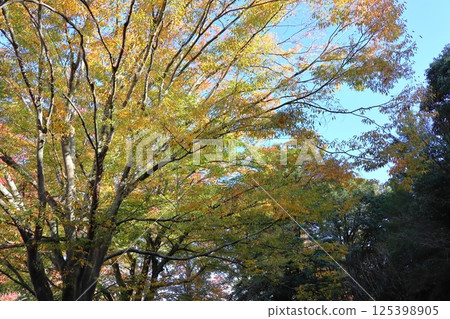 公園樹木與秋天的落葉 125398905
