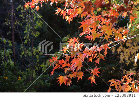 Autumn leaves in the sun Autumn leaves in the sun 125398911