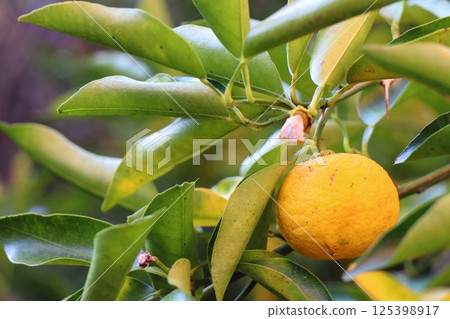 樹上的柚子花 樹上的柚子花 125398917