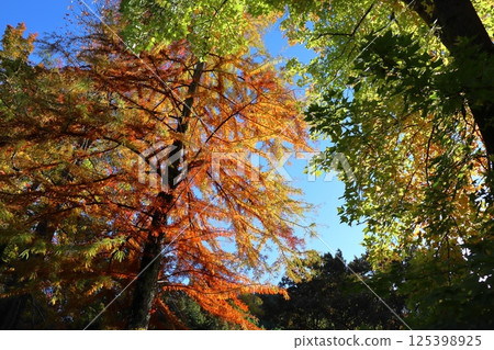 梧桐樹、楓樹和沼澤雪鬆的秋葉 125398925