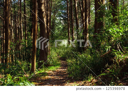 Forest trees 125398978