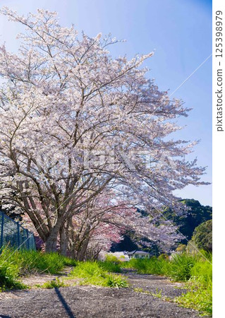 Cherry Blossoms	 125398979