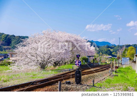 櫻花和軌道 125398981