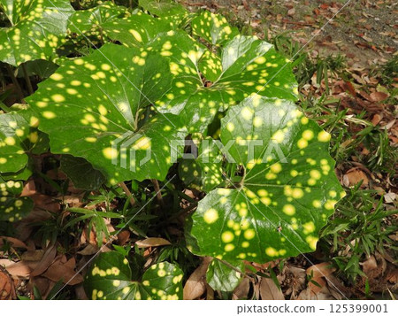 日本銀菊的斑葉 125399001