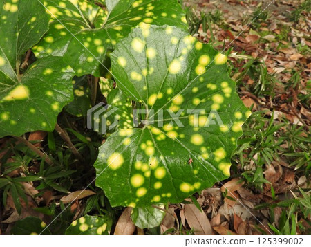 日本銀菊的斑葉 125399002