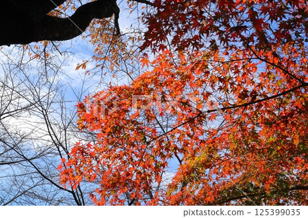 楓葉離開了紅葉 125399035