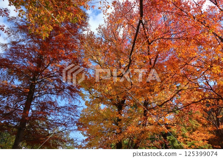 櫸樹和沼澤杉的紅葉 125399074