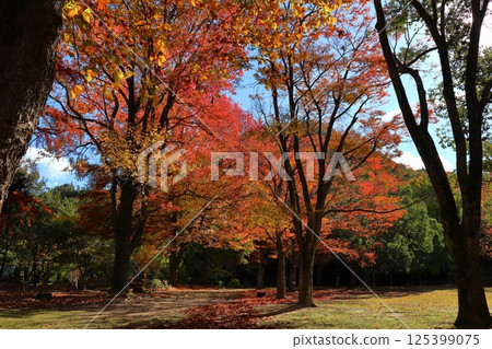 楓香樹和櫸樹的秋葉 楓香樹和櫸樹的秋葉 125399075