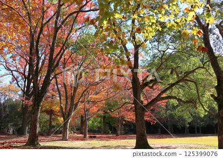 楓香樹、櫸樹和梧桐樹的秋葉 125399076